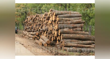 Горските конфискуваха 59 кубика дърва от бракониери