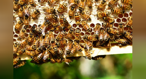 Пчеларите остават без помощ от държавата