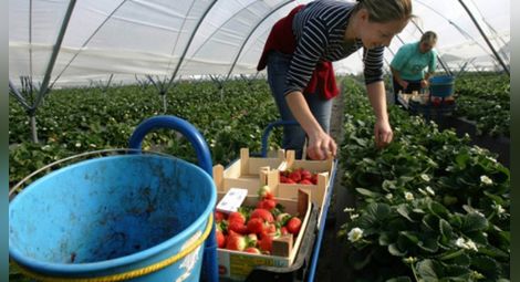 Испански кооператив дава 40 евро на ден за бране на ягоди