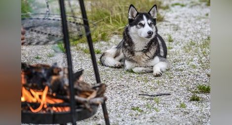 Куче брани цял месец опожарения дом на стопаните си в Калифорния