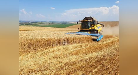 Добивите от пшеница и ечемик в областта по-добри от миналата година