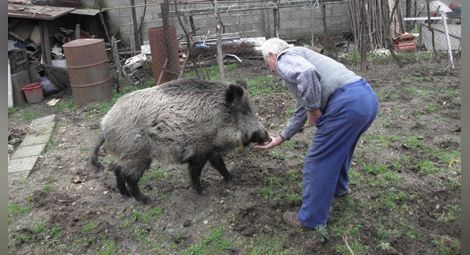 Започна дезинфекция след умъртвяването на прасетата в Созопо