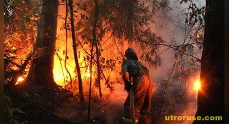Подпалвач хвърли в огън гора край Бургас