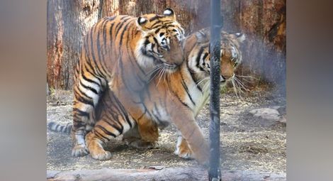 Чифтосващи се тигри спретнаха турски сериал във Варна