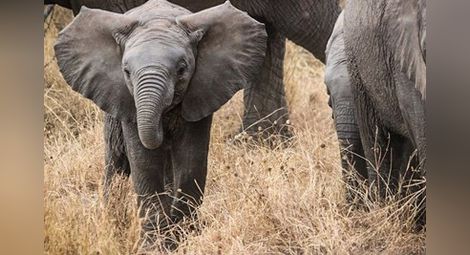 Африканските слонове се раждат без бивни, за да се спасят от бракониери