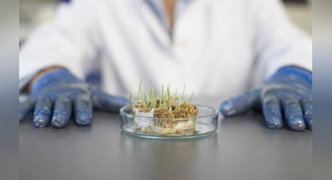 Учени: Няма доказани опасни последици от ГМО, а ползите са обещаващи