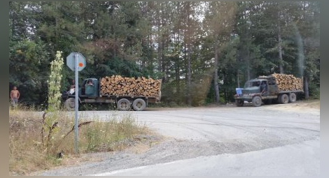 Затяга се контролът върху превоза на дървесина