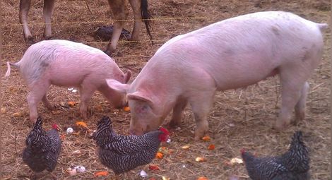 Фонд "Земеделие" дава 40 млн. лева за хуманно отношение към свине и птици