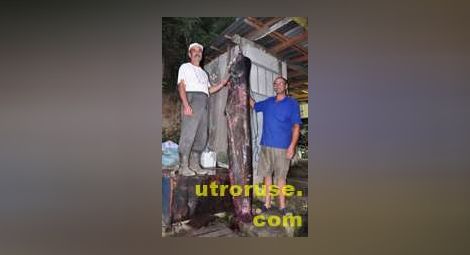 Рибари извадиха 2.6-метров сом под хижа „Приста“