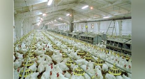 Генетика, а не хормони водят до растеж на пилетата