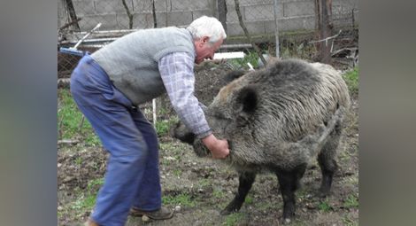 Обявиха бедствено положение в Плевенско заради чумата по свинете