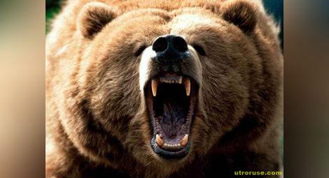 "Четири лапи" разкрива незаконни боеве с мечки в Украйна