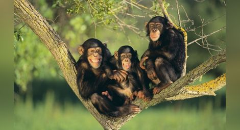 Ако можеха да говорят: Шимпанзета си направиха стълба и избягаха от зоопарк