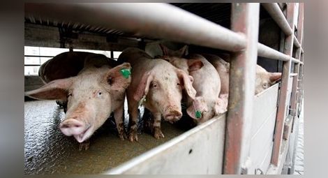 80 000 прасета в индустриалните ферми вече са избити