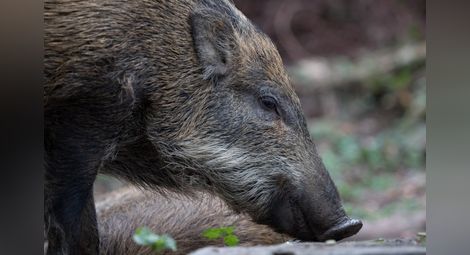 Дива свиня нападна турист в Стара планина, спасяват го при хижа “Рай”