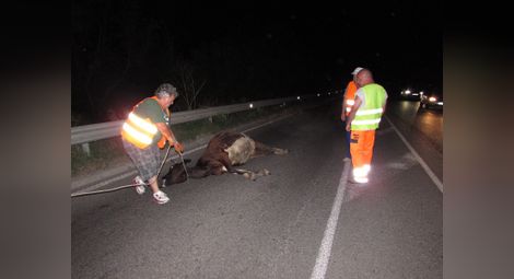 Кравар плаща за катастрофа с изскочило на пътя животно