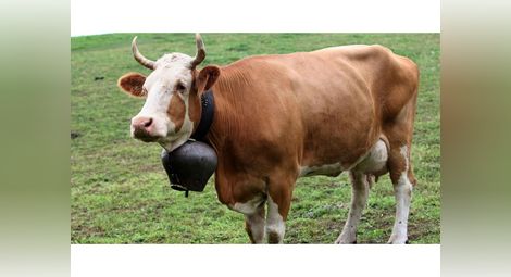 Фермерка гледала млечни крави само на хартия заради субсидиите