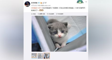 Първата клонирана котка в Китай вече факт