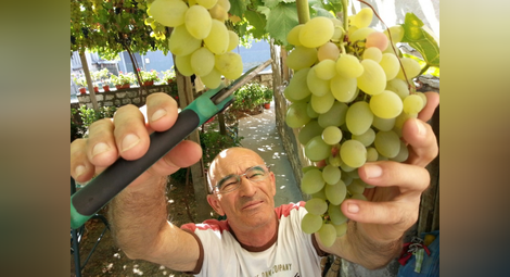 Тонове грозде застоява в лозовите масиви в Силистренско