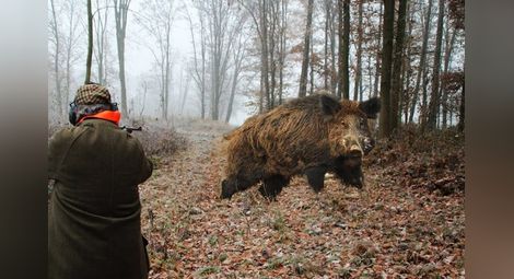 Груповият лов на дива свиня стартира на 5 октомври