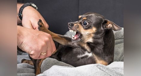 Ухапано от куче дете стигнало до психолог