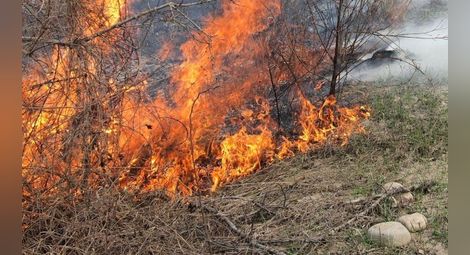 Две овце изгоряха в пожар от запалени сухи треви