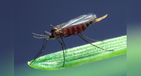Шведска муха напада  посевите в Русенско