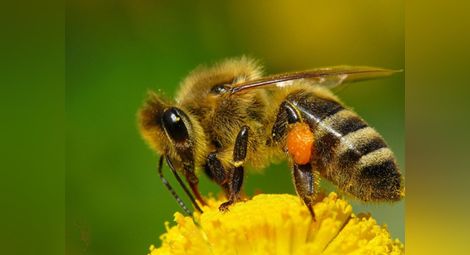 Търсят съвършената пчела на семинар в Русе