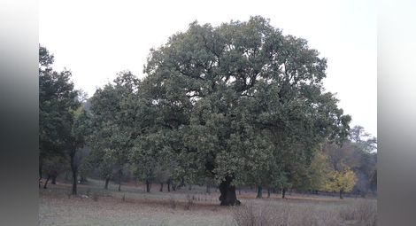 26 вековни дървета преброи екоинспекцията
