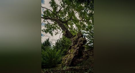 Последна седмица до края на гласуването за любимо дърво в конкурса „Дърво с корен 2019”