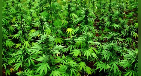Едър производител на марихуана бяга с бус от нива с канабис