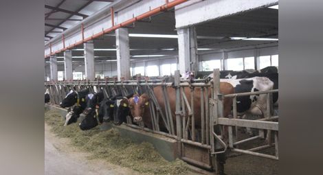Млечните крави в Русенско  намаляват с над 10% за година