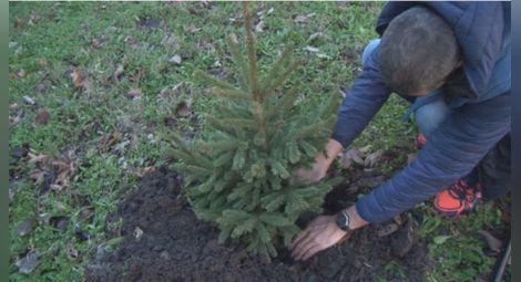 Русенци засаждат Коледна гора с живи елхички след празниците