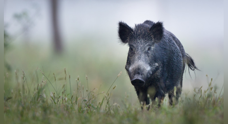 Ново огнище на чума по свинете в Плевенско