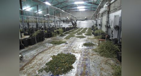 Софийска наркогрупа отглеждала дрога за милиони в стари краварници в Новград