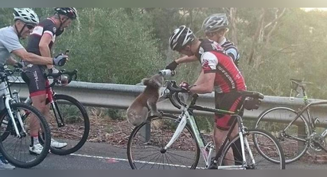 Жадна коала спря група колоездачи за вода