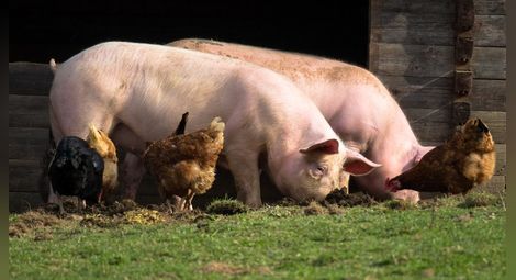 Пострадалите от чумата свиневъди ще имат предимство по мерките за финансиране