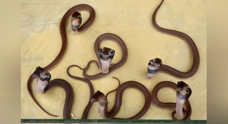 Змии са най-вероятният източник на новия коронавирус