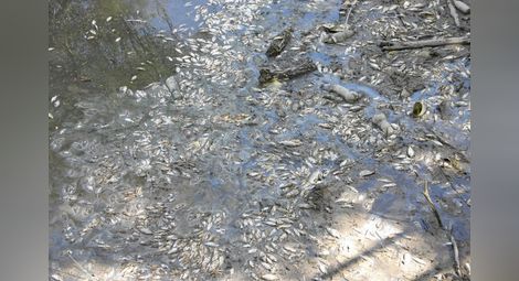 Опаковки от стари пестициди са отровили рибата в Марица