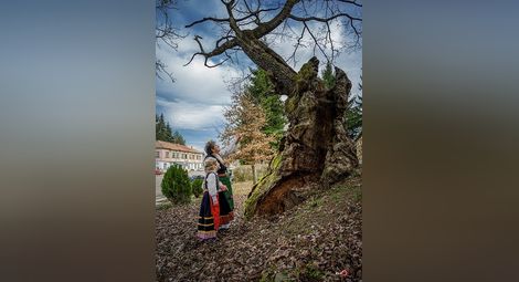 Вековен дъб от Ново село представя България в конкурса „Европейско дърво на годината 2020“
