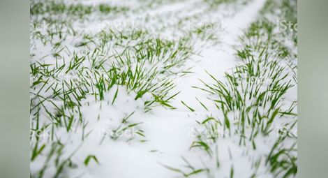 Иван Караиванов: Снегът  ще спаси пшеницата