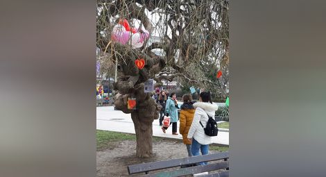 Валентинки на гимназисти окичват Дървото на влюбените