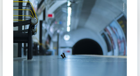 Две мишки се бият в метрото: Снимка-победител на годината