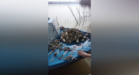 Извадиха 14 лави кърмаци  от водите на Дунав