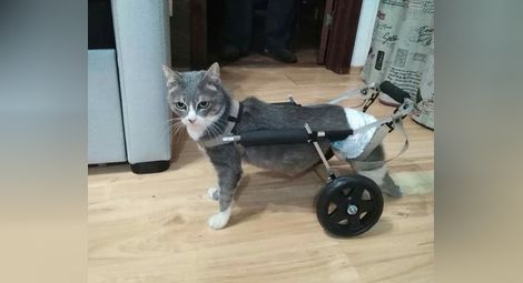 22 парализирани животинки проходиха с  инвалидните колички на механика Димитъ