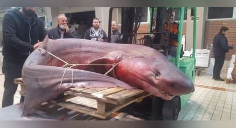 300-килограмова гигантска акула уловиха в Кавала