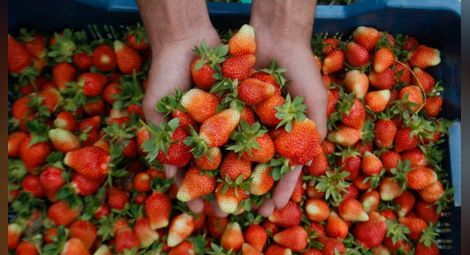 Ново искане: Диференцирана ставка на ДДС за български плодове и зеленчуци