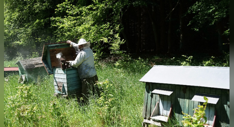 Над 6 млн. лева по проекти за пчеларство