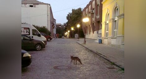 Лисица се разхожда по улица „Княжеска“ и дори не се плаши от хората. Животното е заснето в сряда вечерта.   Снимка: „Утро“