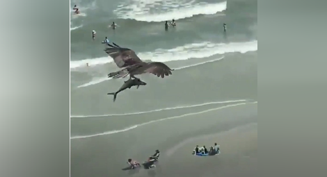 Орел сграбчи акула и прелетя с нея над оживен плаж (ВИДЕО)